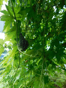 DSCN0368