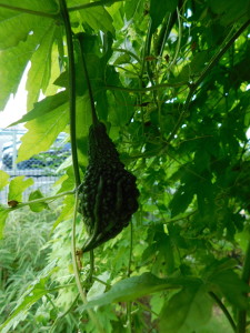 DSCN0370
