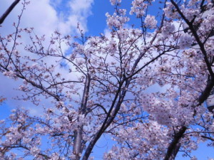 DSCN1220